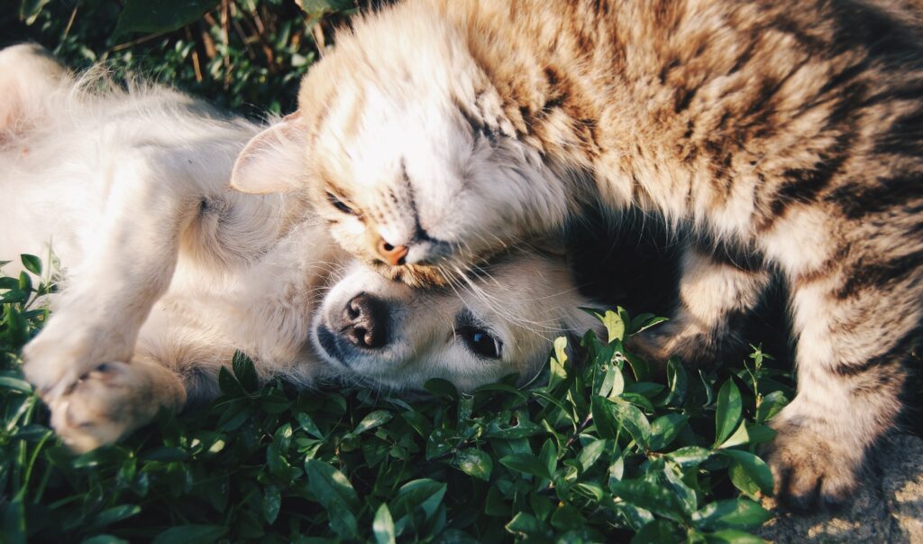 7 razones para elegir a Dimac como tu distribuidor de productos para mascotas de confianza
