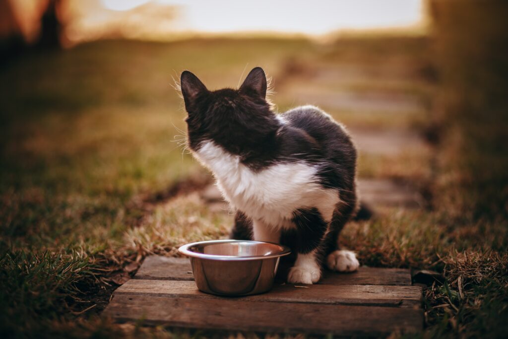 5 razones para escoger la comida para gato Naturo en Dimac, tu distribuidor de productos para gatos de confianza