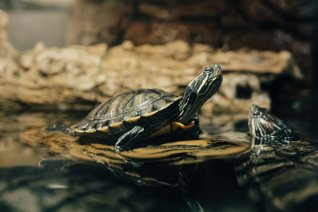 5 Elementos esenciales de Decoración Prodac, accesorios para reptiles: Crear un hábitat seguro y atractivo