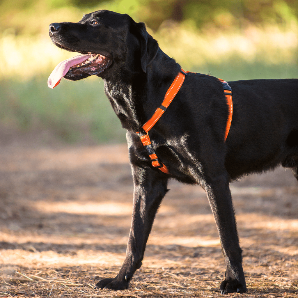10 cosas que no sabías sobre los arneses y collares Rogz para tu mascota