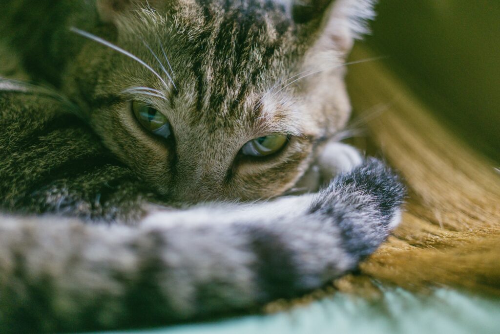 10 Curiosidades que No Sabías Sobre los Gatos y Cómo los Juguetes y Rascadores Pueden Mejorar su Salud
