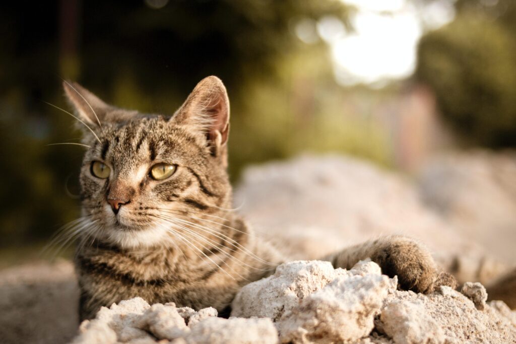7 Razones Sorprendentes por las que Deberías Elegir Naturcorn, el Sustrato para Gatos de Wuapu