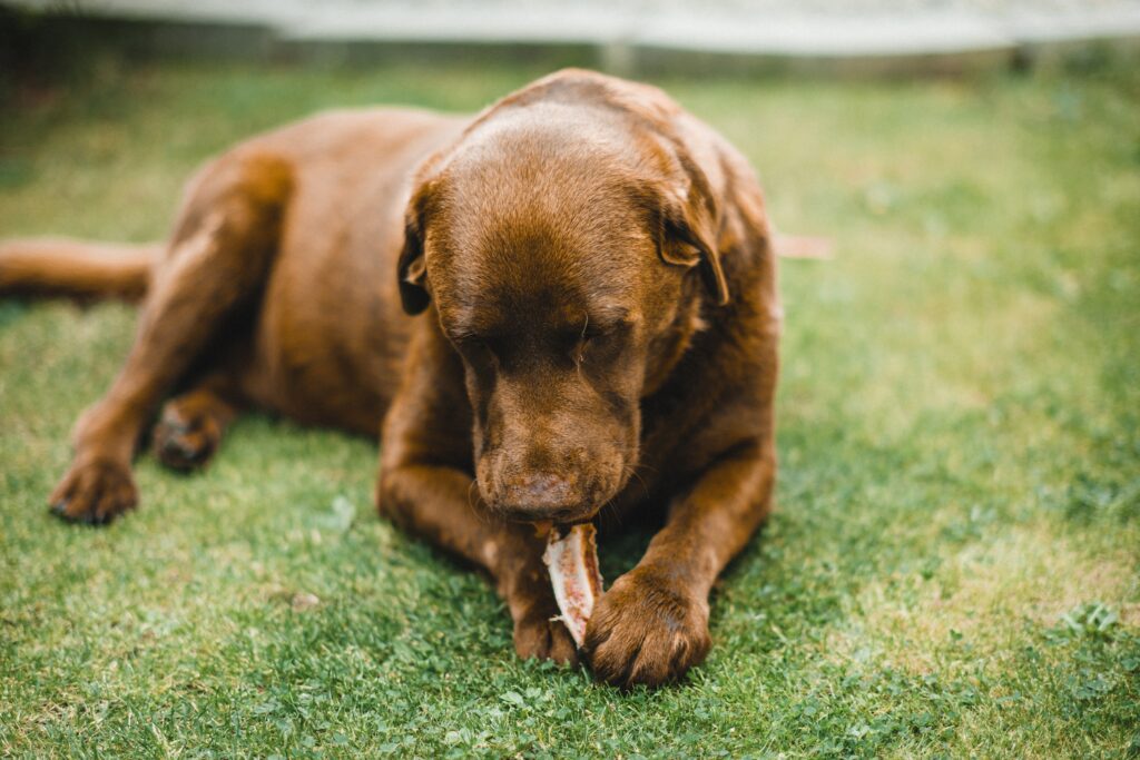 8 Claves Cruciales para una Limpieza Dental en Perros Efectiva que Todo Dueño Debería Conocer