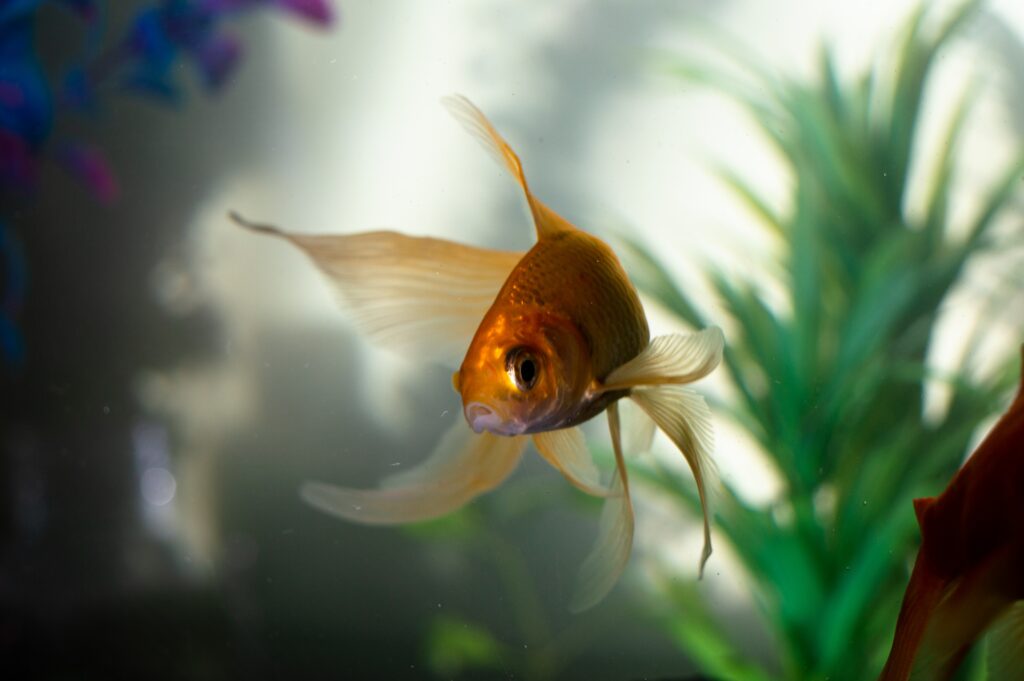 9 Elementos Esenciales para Crear el Acuario Perfecto en Casa