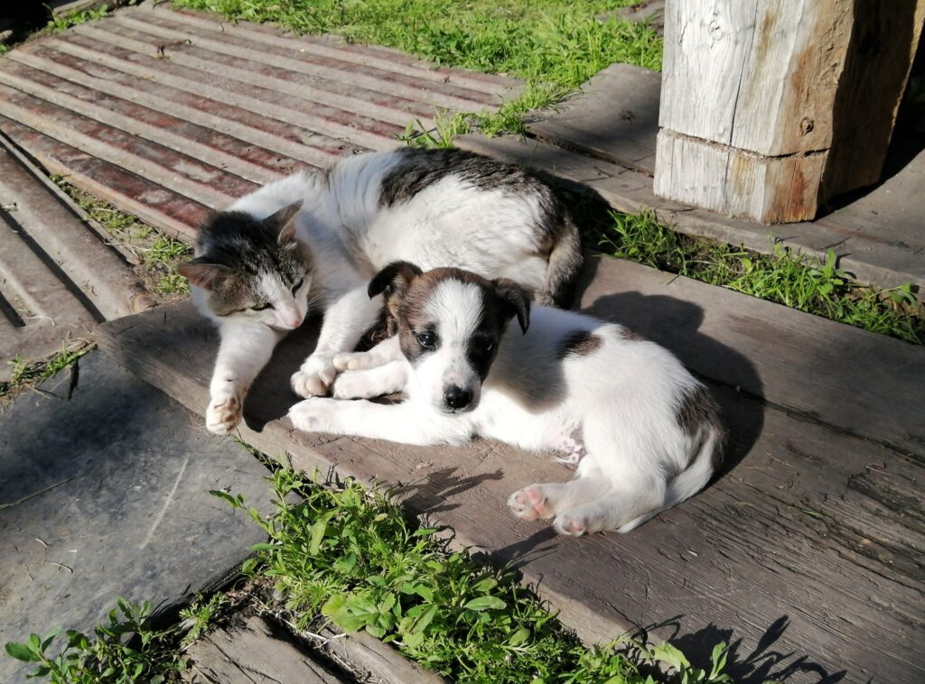 8 Secretos Sobre la Relación Entre Perros y Gatos Que Te Sorprenderán