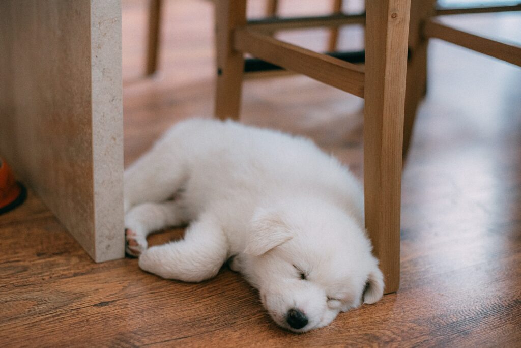 5 Sorprendentes Ventajas de los Empapadores para Perros Wuapu