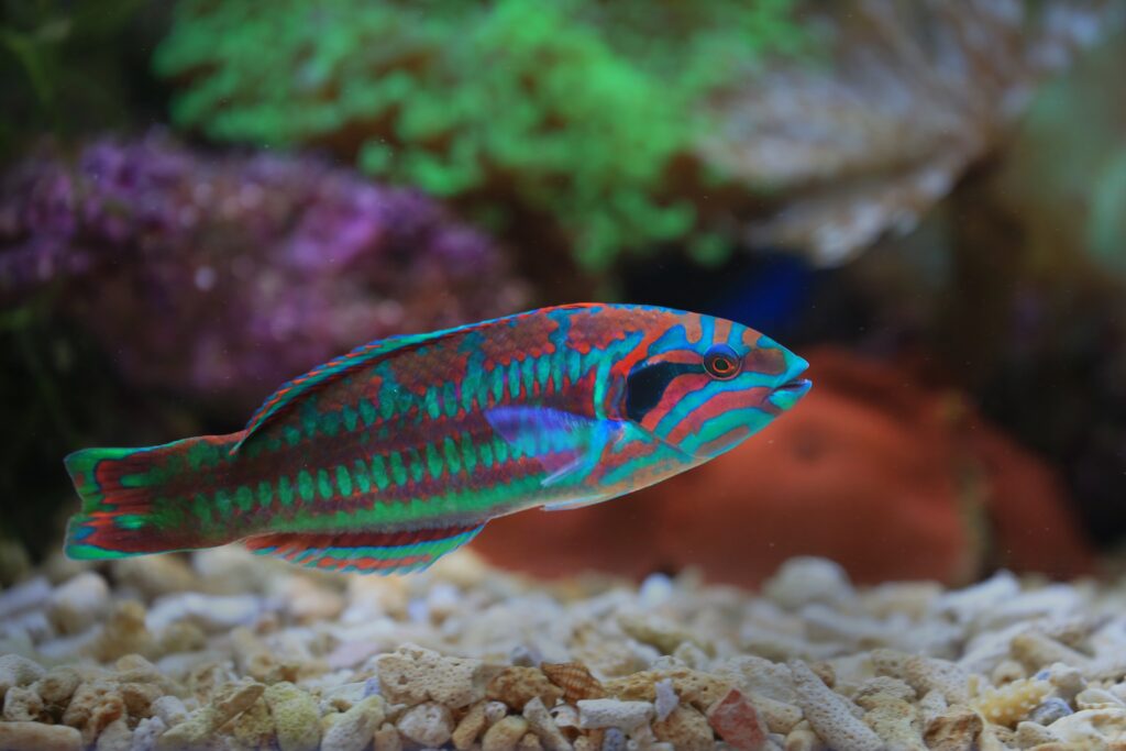 4 Razones Esenciales para Elegir Prodac Tropical Fish Flakes: Una Revolución en el Alimento para Peces Tropicales