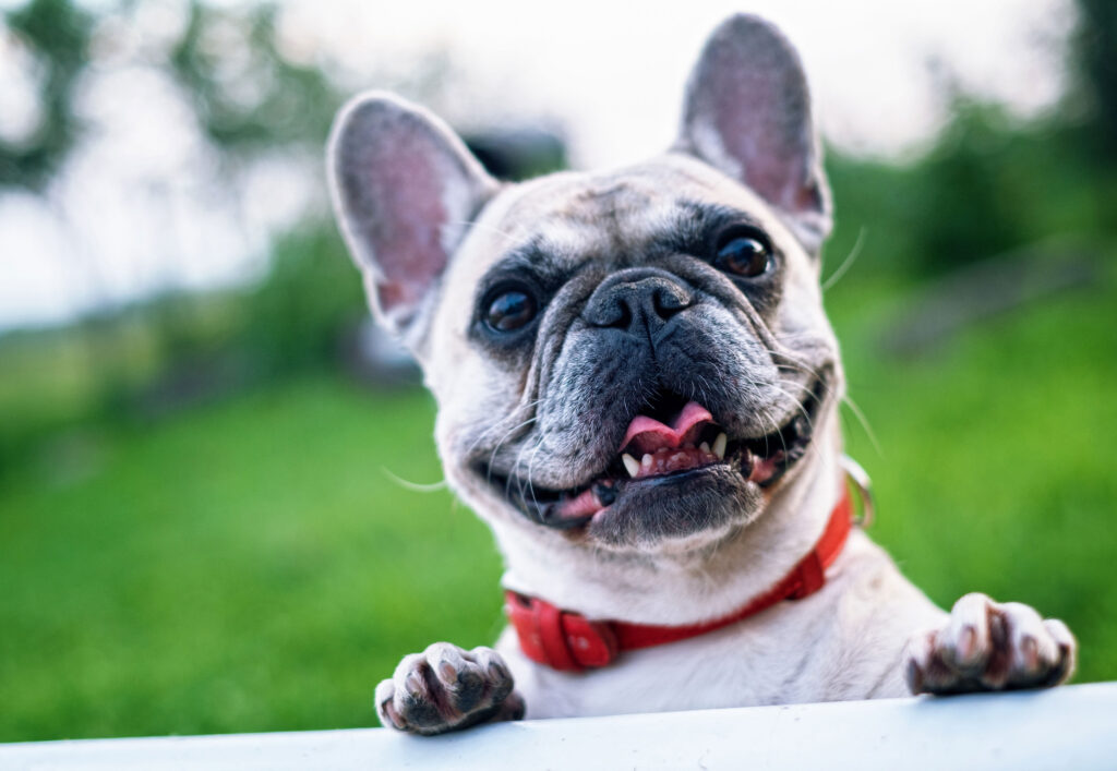 6 Estrategias Detalladas para Identificar y Aliviar la Ansiedad en los Perros