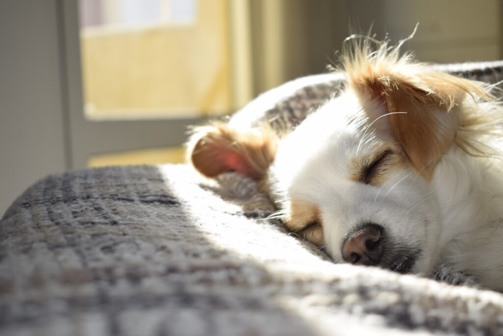 7 Claves Esenciales al Elegir Cama para Perro: Comodidad y Estilo en Cada Detalle
