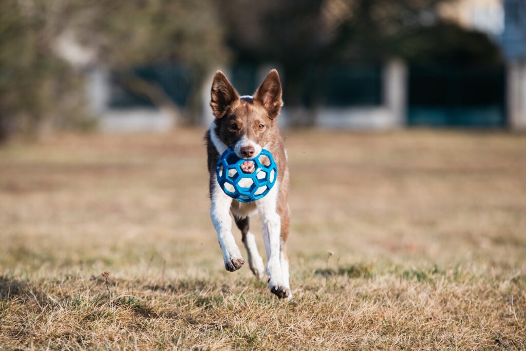 5 Aspectos Clave al Elegir Juguetes para Perros y Gatos