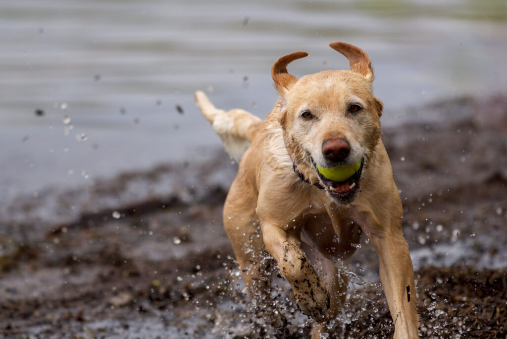 7 Razones por las que Rogz Grinz GR02 es la Elección Perfecta en Pelotas para Perros