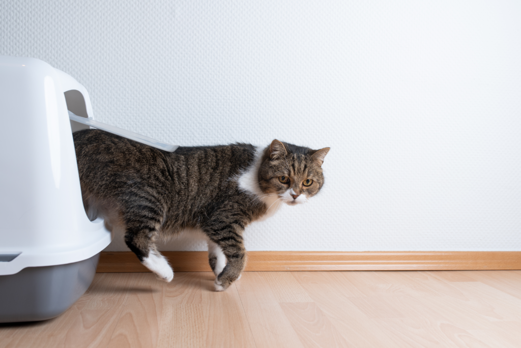 5 Razones Revolucionarias por las que Naturgrind está Reinventando el Cuidado de los Gatos