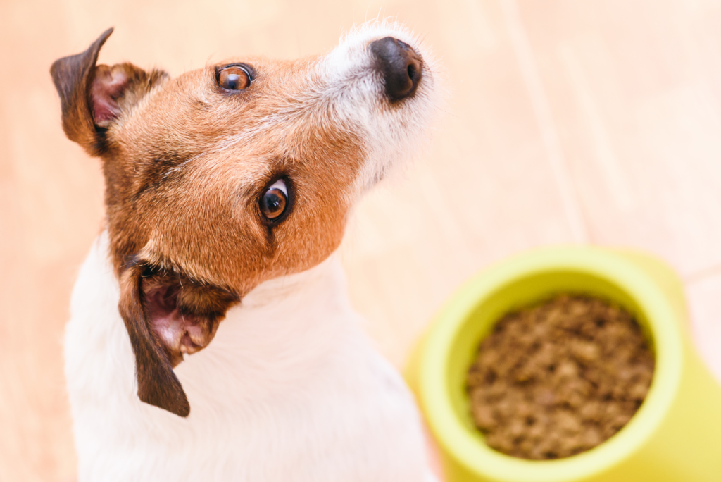 5 Razones Contundentes para Elegir Comida Húmeda vs. Comida Seca para tu Mascota