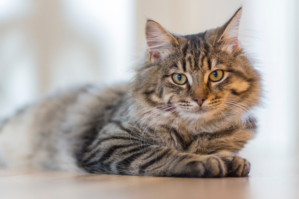 6 Consideraciones Cruciales al Elegir las Casetas y Areneros Savic para Gatos