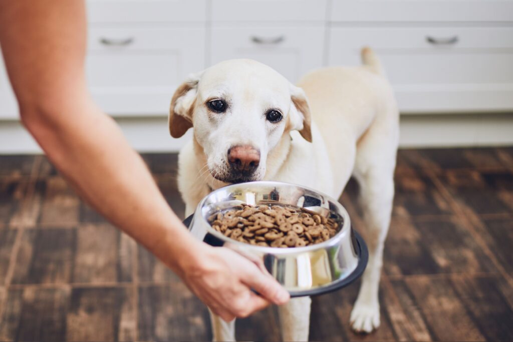 5 Razones para Elegir Comida Húmeda o Seca de Oasy para tu Mascota