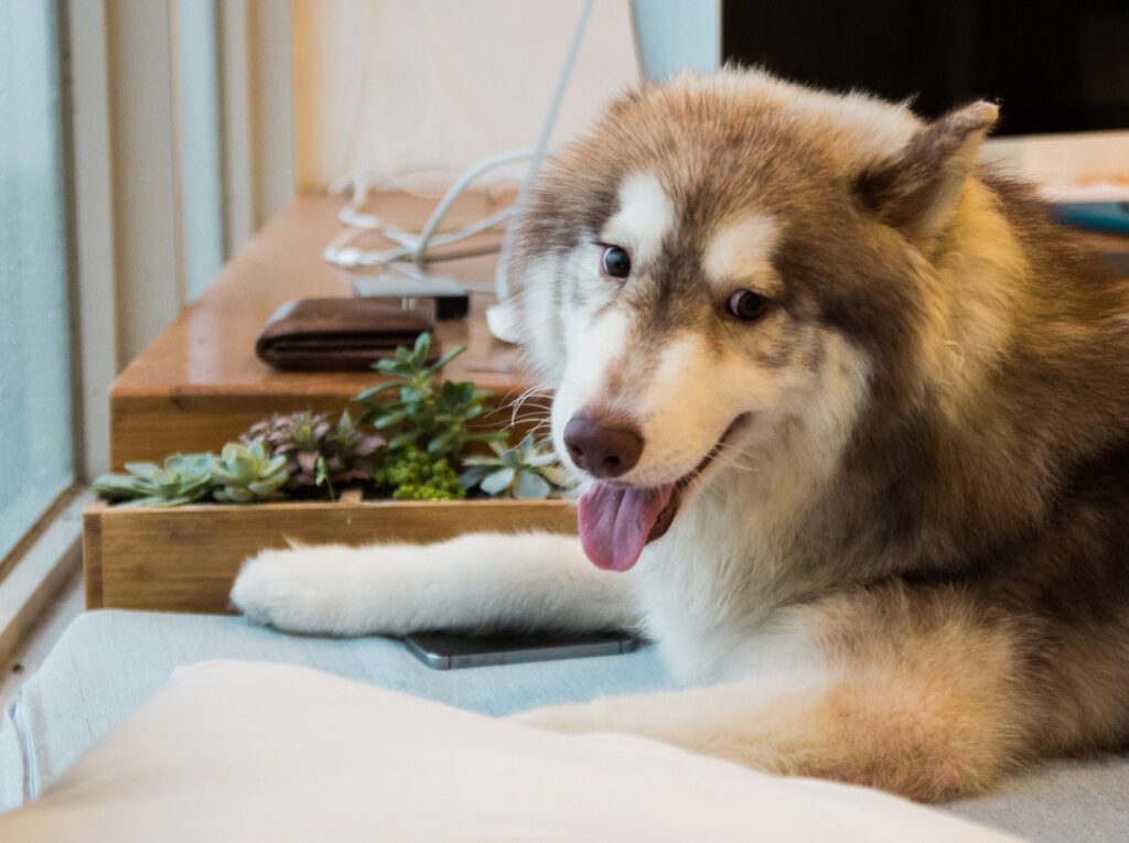 5 Claves Nutricionales para el Bienestar del Perro Senior