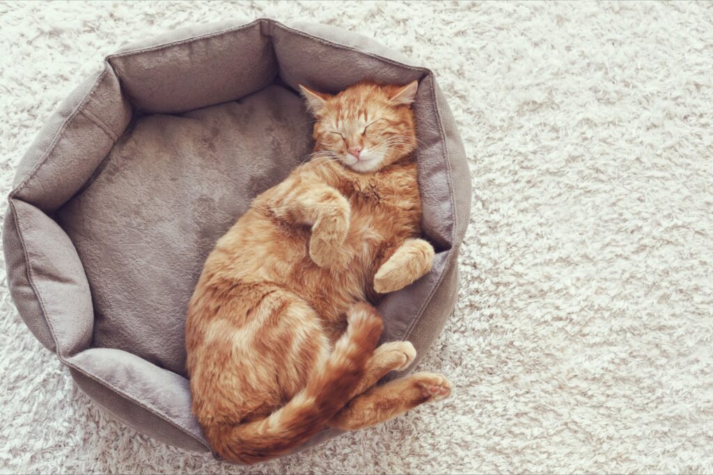 5 Características Innovadoras de las Nuevas Camas Rogz para Mascotas