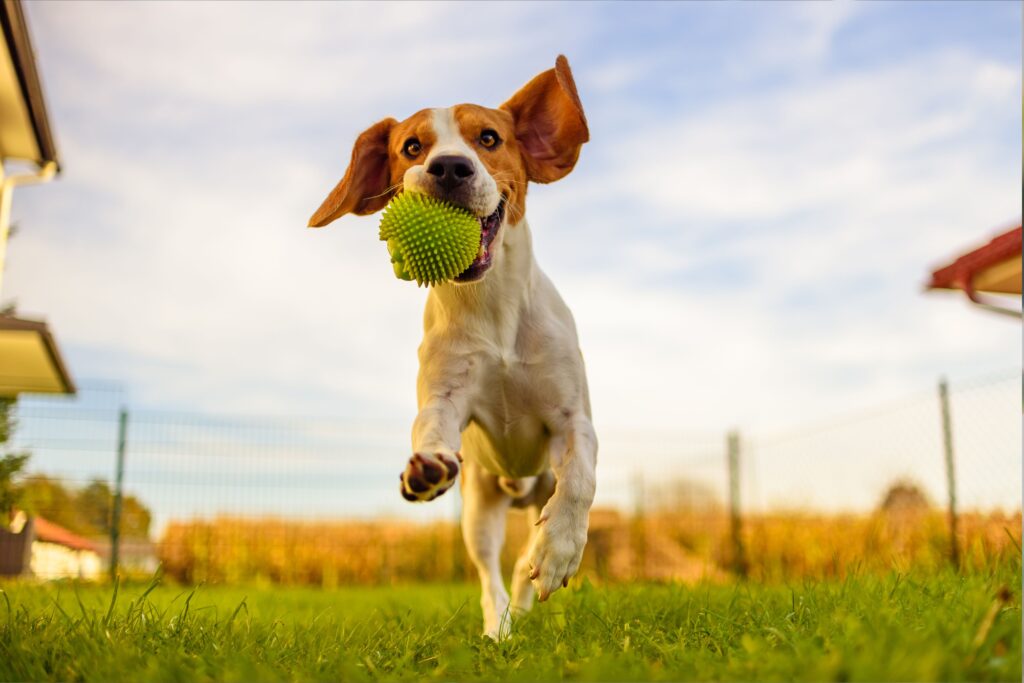 6 Emociones Clave que Experimentan los Perros al Jugar con Pelotas