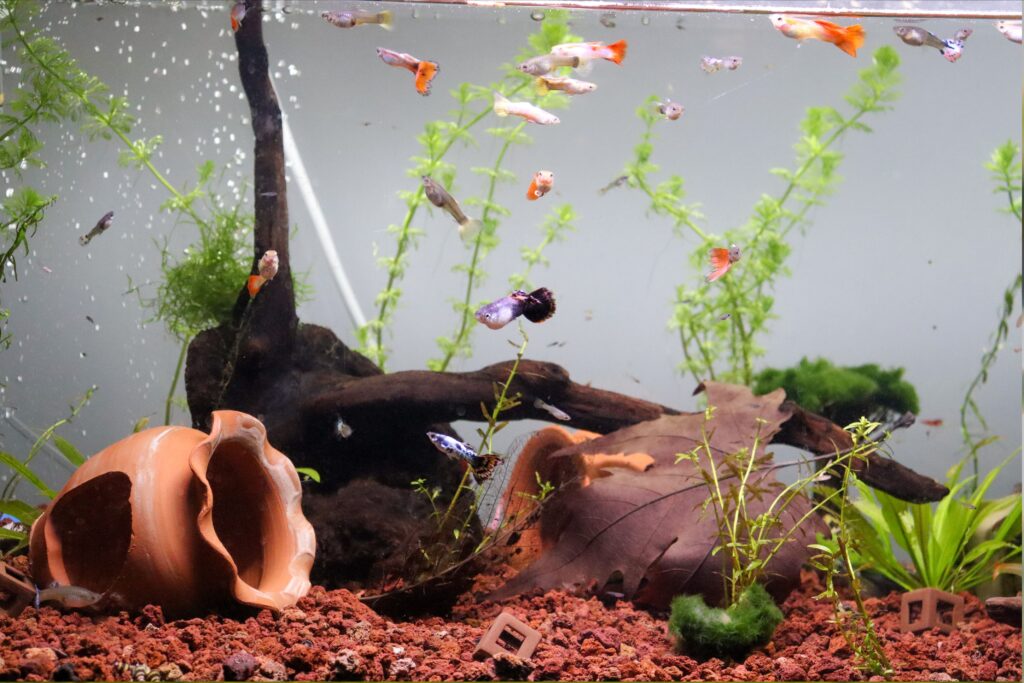 5 Formas Creativas de Integrar un Acuario en tu Decoración Interior