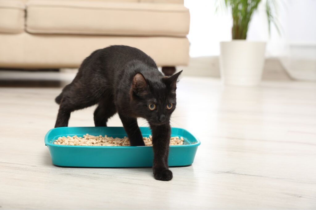 3 Opciones de Sustratos para Gatos de Wuapu: Confort y Calidad para tu Mascota