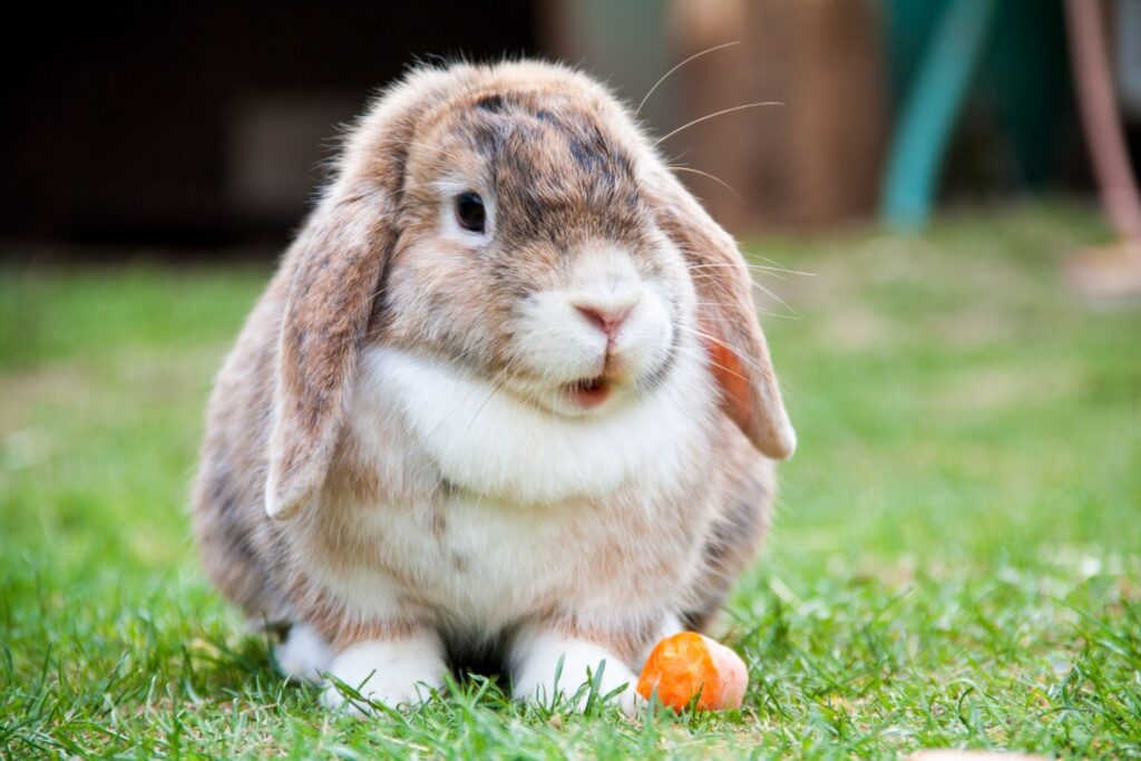 5 Aspectos Clave al Adoptar Conejos como Mascotas: Una Guía para Familias