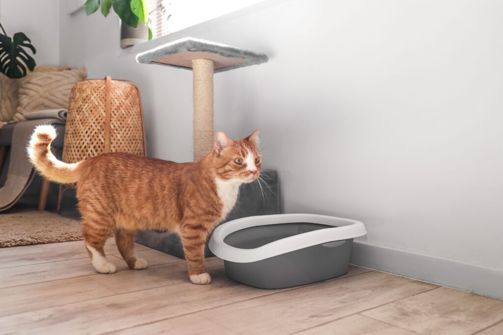 4 Claves para Elegir la Cubeta Jumbo Ideal para tu Gato Grande