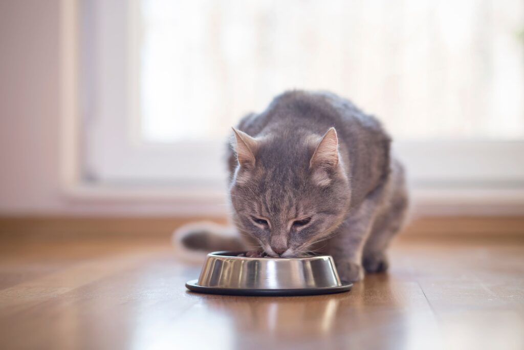 5 Innovaciones en Naturo Cat Food: Nutrición Natural para tu Gato