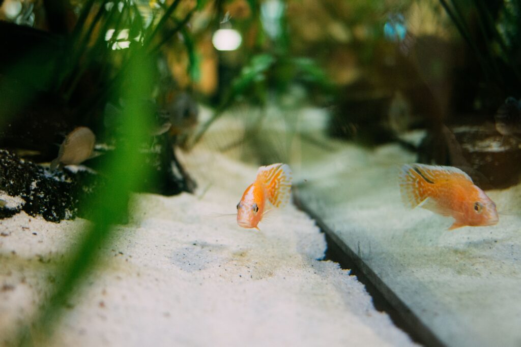 5 Aspectos Destacados de las Arenas para Acuario Prodac: Colores y Calidad
