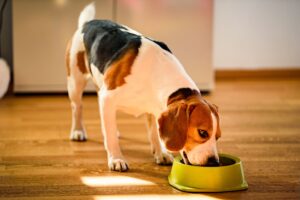 5 Innovaciones Clave en Naturo Dog: Nutrición y Sostenibilidad