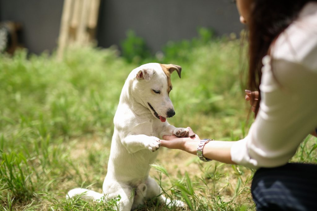 5 Razones para Elegir los Nuevos Snacks Wuapu para el Entrenamiento de tu Perro