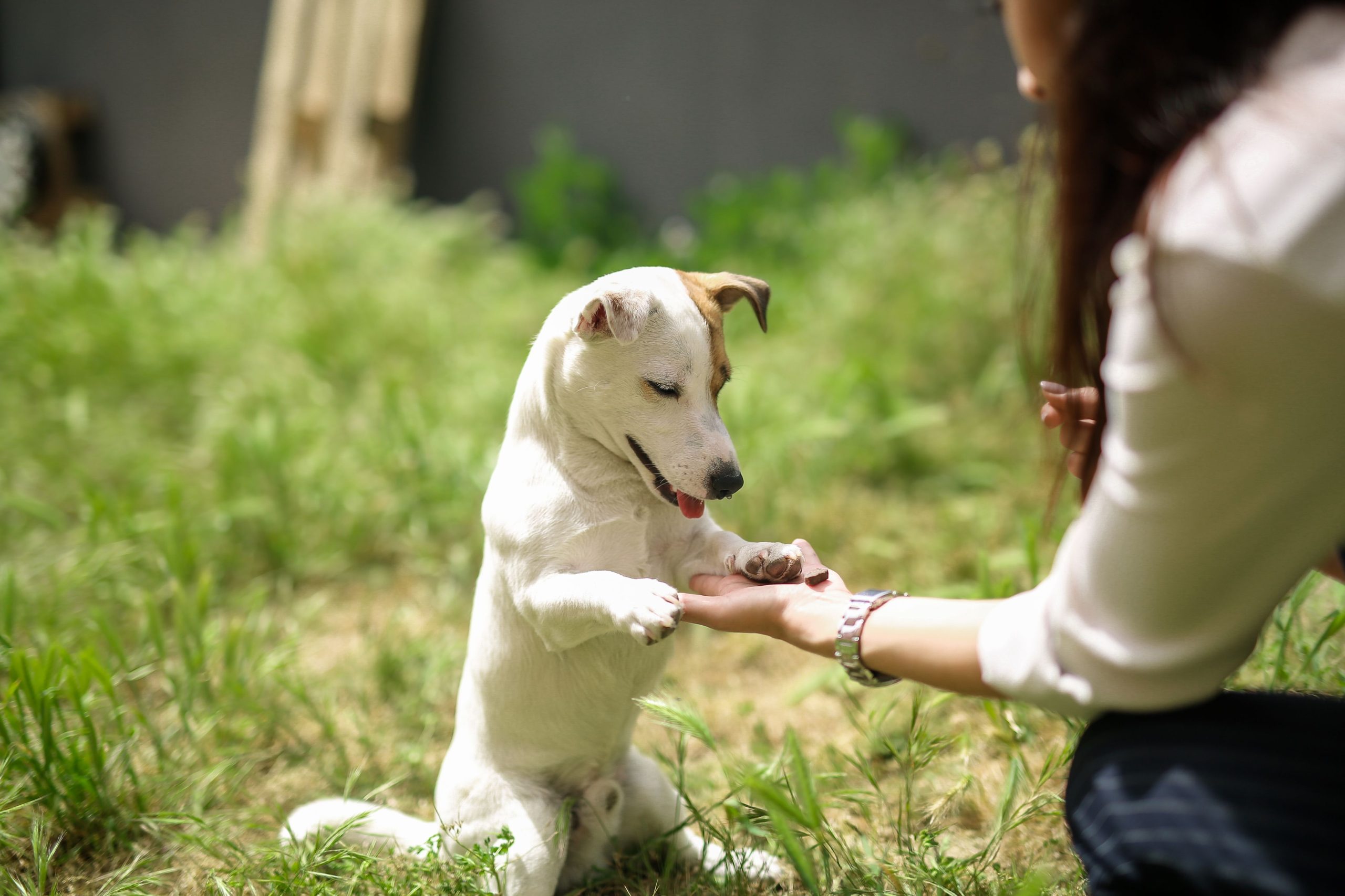 5 Razones para Elegir los Nuevos Snacks Wuapu para el Entrenamiento de tu Perro