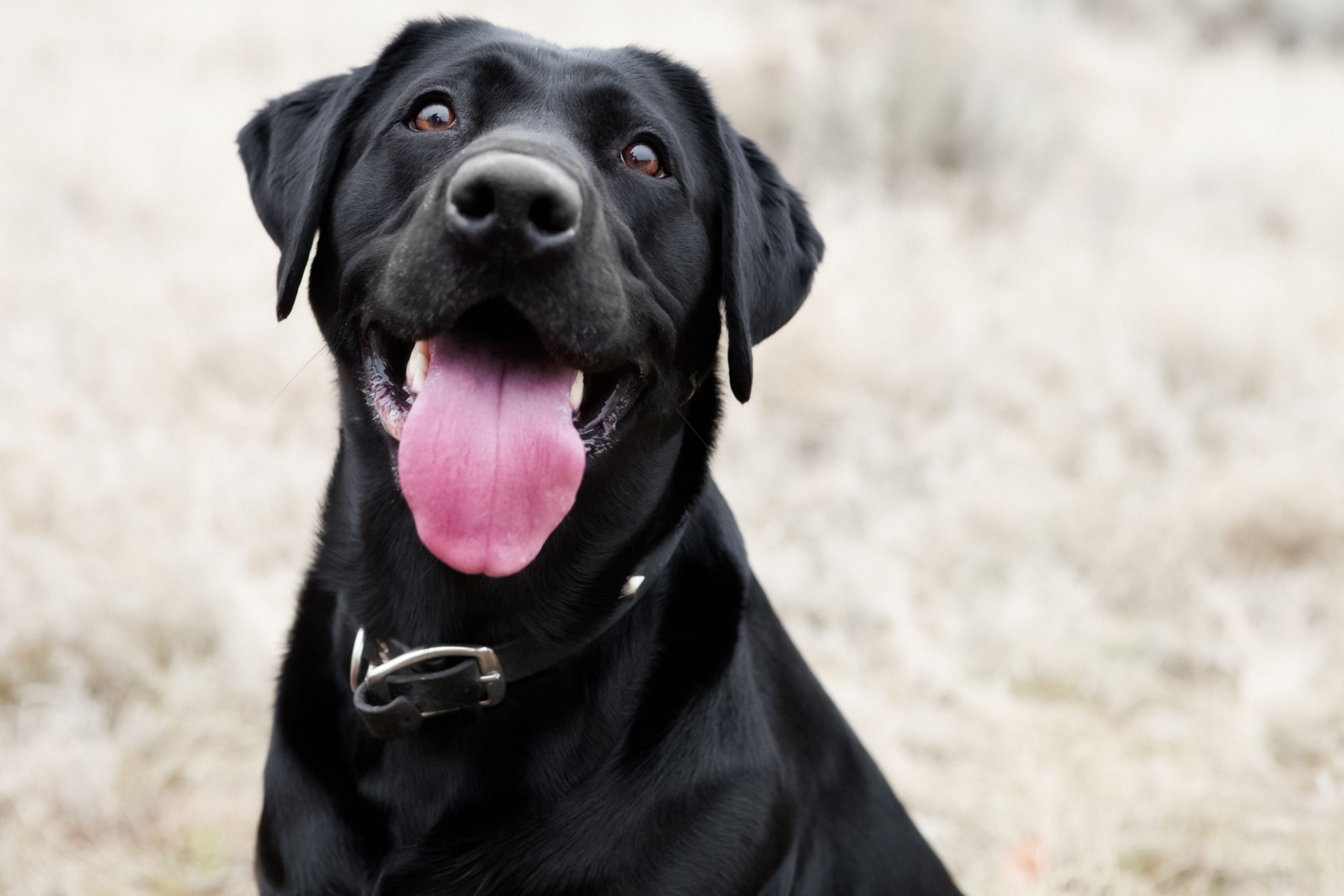 4 Ventajas Esenciales del Alimento Naturo con Arroz Integral para Perros