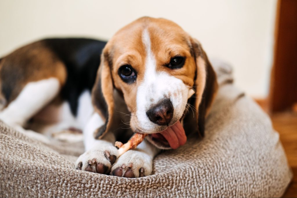 6 Razones para Elegir los Cuernos de Vacuno de Wuapu como Snack para tu Perro