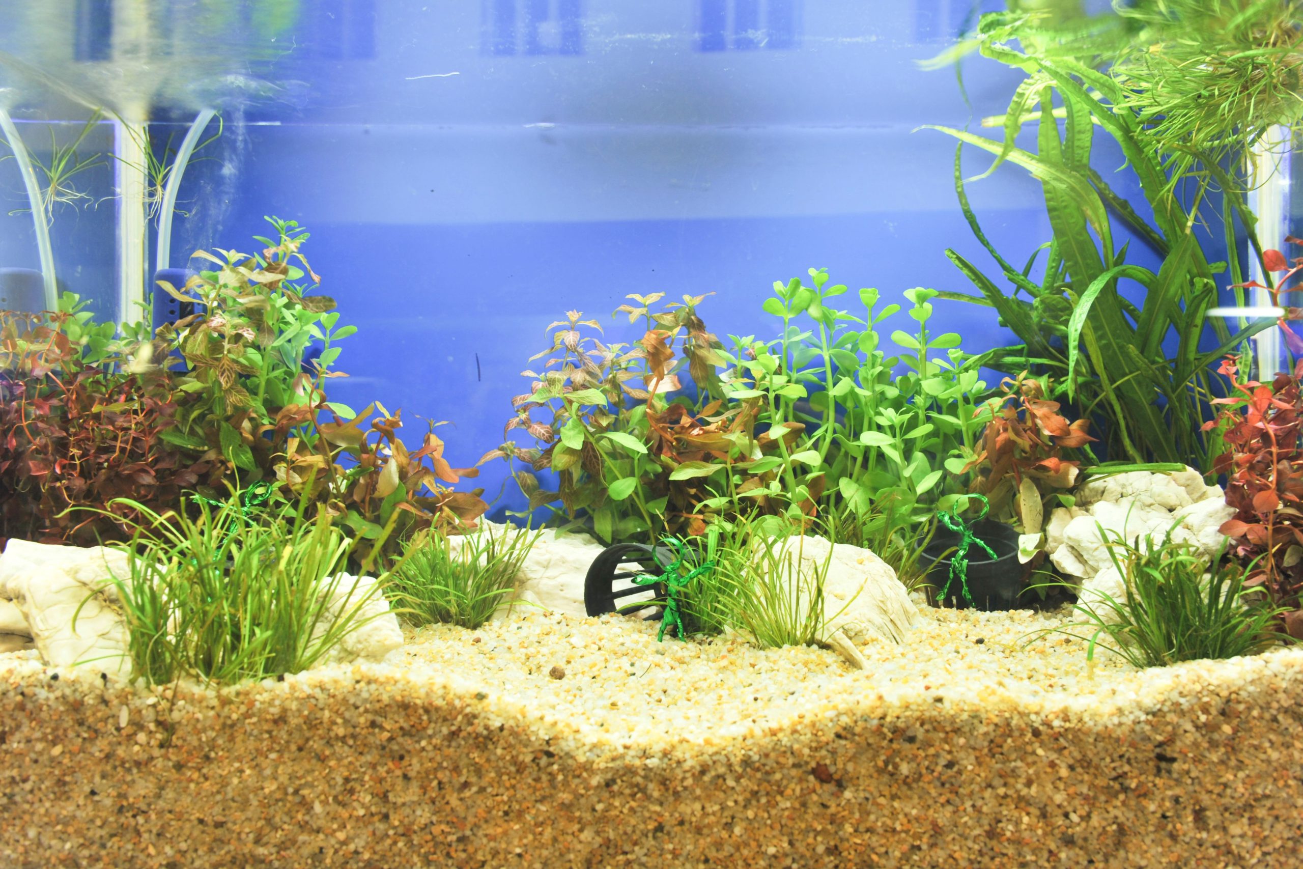 6 Aspectos Cruciales de la Temperatura del Agua en Tu Acuario
