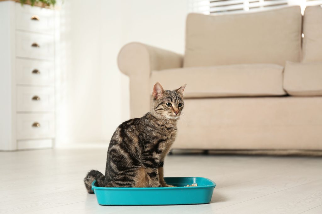 6 Razones Por las Que los Gatos Prefieren Wuapu Naturcorn Como Sustrato