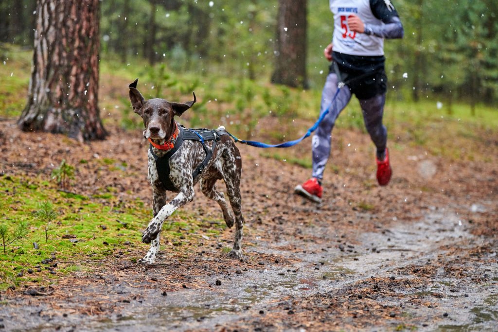 7 Factores Esenciales para Elegir tu Arnés Deportivo Airtech para Canicross