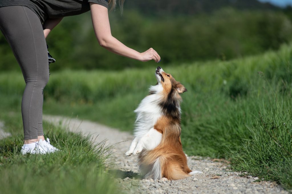5 Momentos Ideales para Disfrutar de los Nuevos Snacks Wuapu con tu Perro