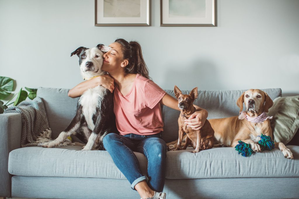 5 Razones para Elegir Dimac Vintage: Clásicos Imprescindibles para Tu Mascota