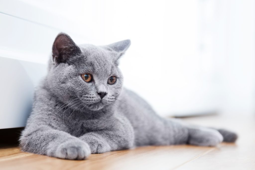 Descubre 6 Claves sobre las Bolas de Pelo en Gatos: Origen, Prevención y Razas Vulnerables