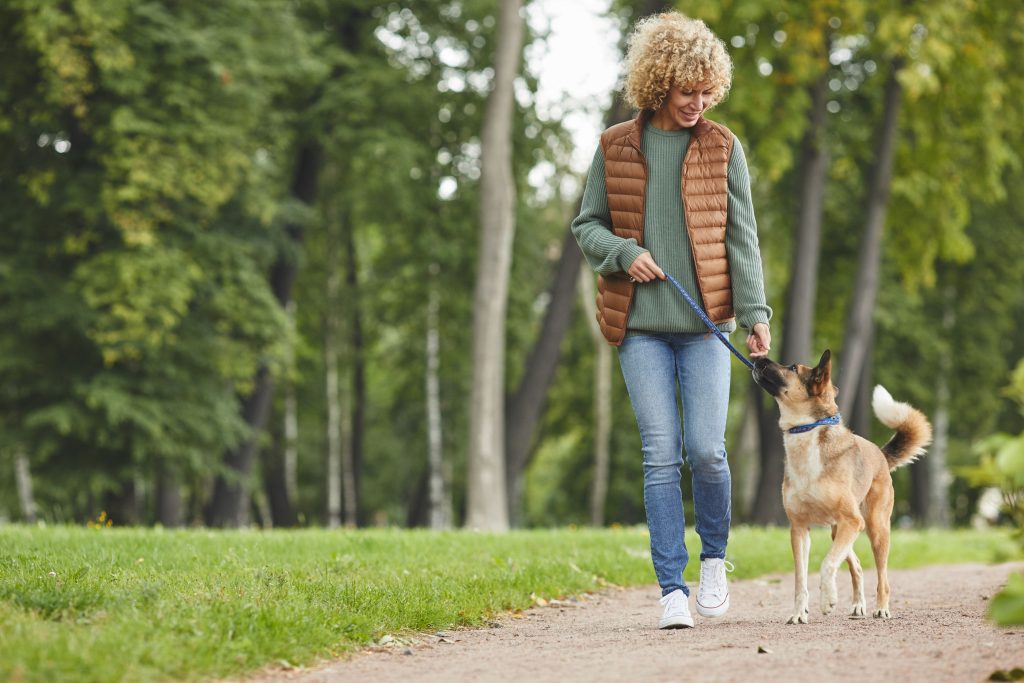 6 Innovaciones de Rogz Marca Líder que Revolucionan los Paseos con tu Mascota