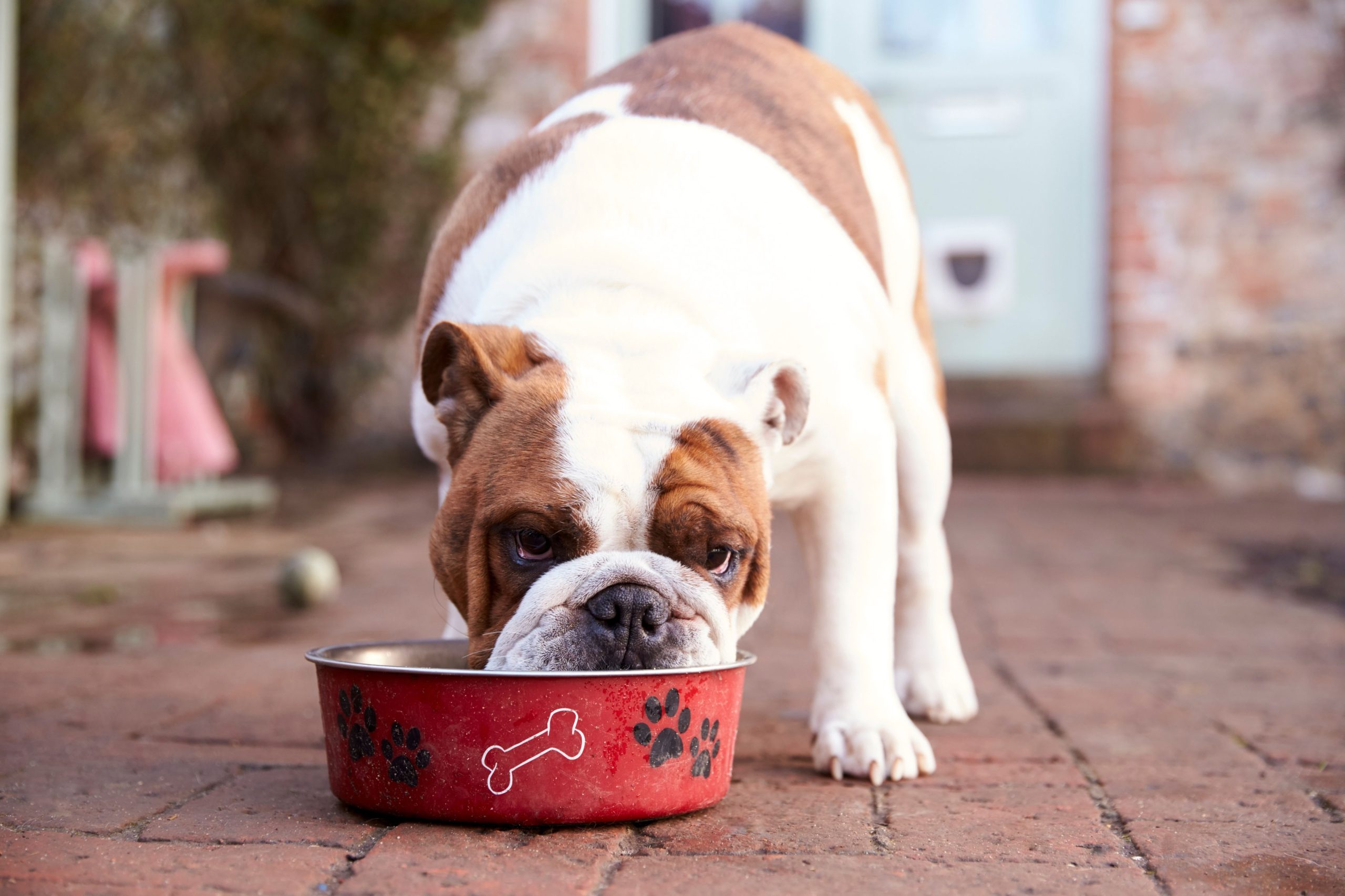 5 Claves sobre Naturo Perro: Nutrición Natural para Digestiones Sensibles