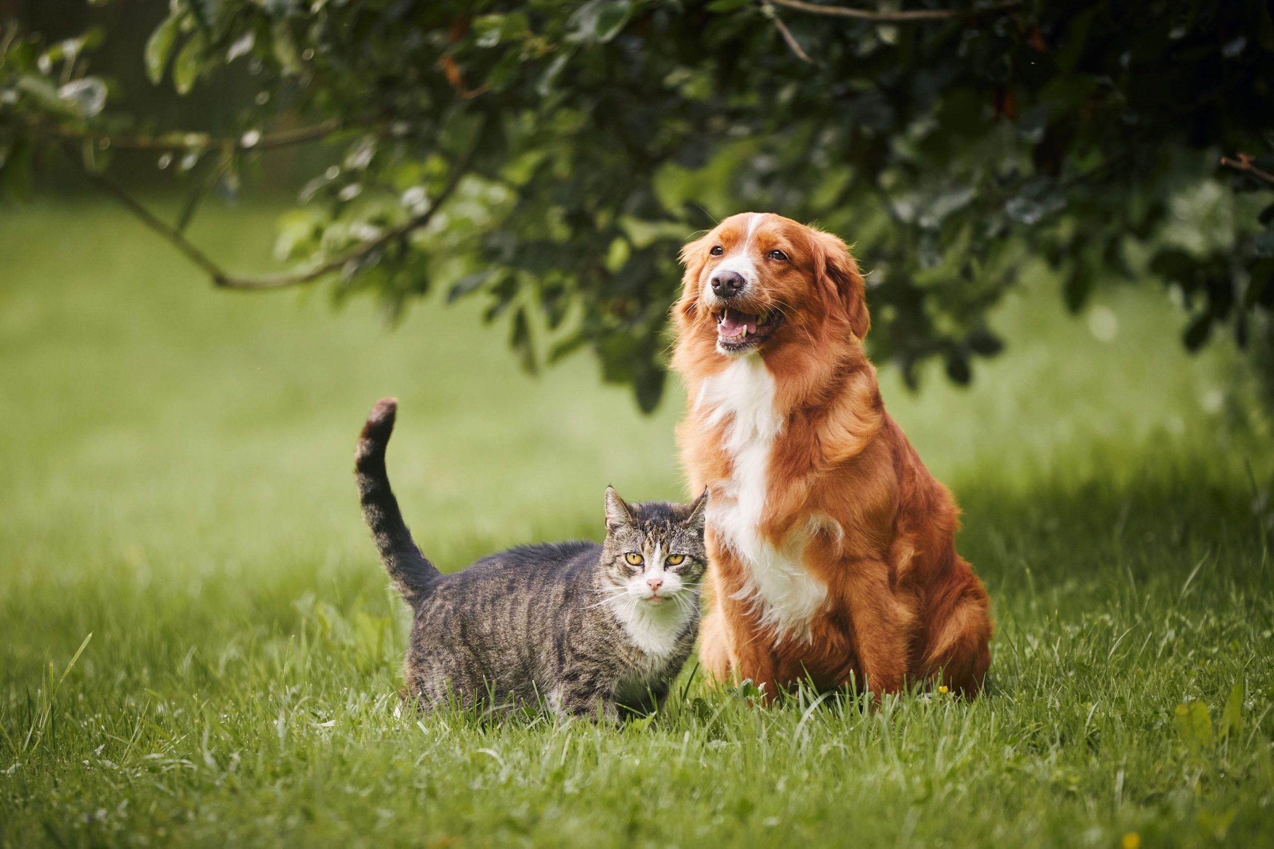 7 Estrategias Eficaces para Aliviar el Estrés en Perros y Gatos