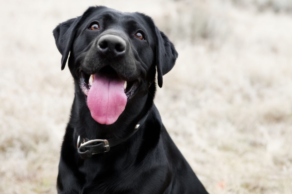 5 Aspectos Clave de la Normativa Legal para Perros en España