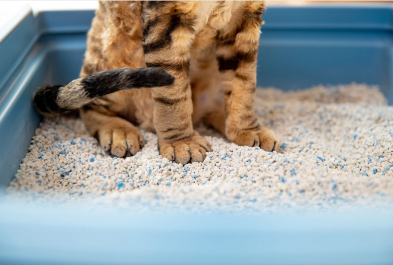 5 Beneficios Clave de Elegir Wuapu Naturcorn para el Arenero de tu Gato