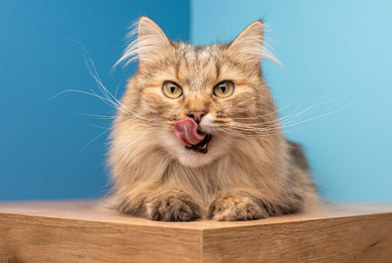 Introducción La evolución en la alimentación de nuestras mascotas ha tomado un giro significativo hacia productos más naturales y saludables, como los que ofrece Almo Nature. Especializados en comida húmeda para gatos, Almo Nature no solo satisface el paladar exigente de los felinos, sino que también atiende a sus necesidades nutricionales específicas con ingredientes de alta calidad. En este artículo, exploraremos siete razones fundamentales por las que los productos de Almo Nature son una excelente elección para los gatos, destacando cómo cada característica contribuye a la salud y el bienestar de estos animales. 1. Ingredientes Naturales y de Alta Calidad Almo Nature utiliza ingredientes naturales y aptos para consumo humano (HFC), lo que garantiza una calidad superior en cada producto. La elección de ingredientes frescos y naturales asegura que los alimentos no solo sean deliciosos, sino también nutritivos, proporcionando todos los nutrientes esenciales que los gatos necesitan para mantenerse saludables y activos. 2. Variedad Nutricional Adecuada La variedad de líneas de productos de Almo Nature, como antihairball, para gatos esterilizados, sensibles, adultos y gatitos, asegura que cada etapa de la vida y condición especial tenga una opción adecuada. Esto permite a los propietarios seleccionar una dieta ajustada a las necesidades específicas de su mascota, desde soporte para una digestión saludable hasta el control de peso. 3. Fomenta una Mejor Hidratación El alimento húmedo tiene un contenido de agua significativamente más alto que el pienso seco. Consumir comida húmeda ayuda a los gatos a mantenerse hidratados, lo que es especialmente beneficioso para aquellos que tienden a consumir poca agua, ayudando a prevenir enfermedades del tracto urinario y renal. 4. Altamente Palatable Gracias a su textura y variedad de sabores, la comida húmeda de Almo Nature es altamente palatable. Esto es particularmente ventajoso para gatos con apetitos caprichosos, asegurando que ingieran una dieta balanceada y disfruten de cada comida. 5. Beneficios para la Salud Digestiva La comida húmeda es generalmente más fácil de digerir para los gatos, lo que la hace ideal para mascotas con sistemas digestivos sensibles. La fácil digestión ayuda a maximizar la absorción de nutrientes y minimizar los problemas gastrointestinales. 6. Sostenibilidad y Respeto por el Medio Ambiente Almo Nature se compromete con la sostenibilidad no solo en la selección de ingredientes sino también en sus prácticas de producción. El enfoque en la sostenibilidad refleja un respeto por el medio ambiente, asegurando que los productos no solo sean buenos para los gatos, sino también para el planeta. 7. Compromiso con la Calidad y la Innovación Almo Nature se dedica a la innovación constante y a la mejora de sus productos. Este compromiso con la calidad significa que constantemente están desarrollando nuevas soluciones para mejorar la salud y el bienestar de los gatos a través de su alimentación. Conclusión Elegir Almo Nature significa optar por una alimentación de calidad que beneficia la salud de los gatos en múltiples aspectos. Para tiendas como Dimac, ofrecer Almo Nature es una promesa de calidad y satisfacción para los clientes conscientes del cuidado integral de sus mascotas. Este compromiso con la excelencia y la sostenibilidad hace de Almo Nature una marca líder en el mercado de alimentos para gatos.