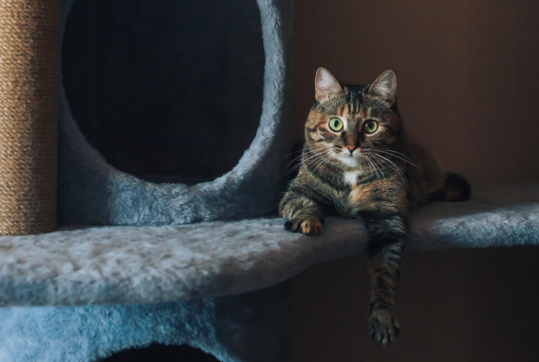 7 Beneficios Clave de los Rascadores Wuapu para el Desarrollo de los Gatos
