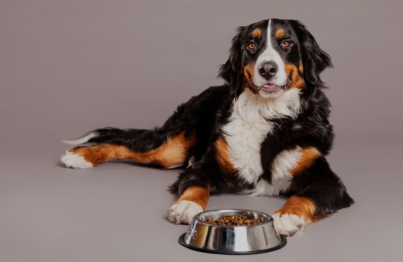 5 Beneficios de los alimentos ricos en omega 3 y 6 para los Perros