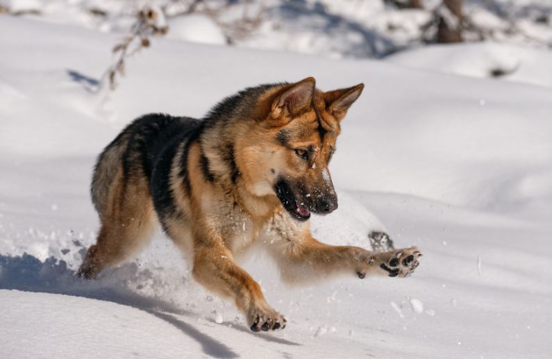 5 Básicos del Cuidado de los Perros en la Nieve: Protección, Salud y Bienestar