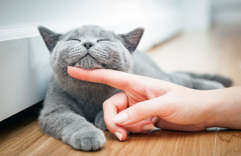 Un estudio publicado en la revista científica Scientific Reports revela que los gatos pueden comprender ciertos aspectos del lenguaje humano: 5 descubrimientos fascinantes