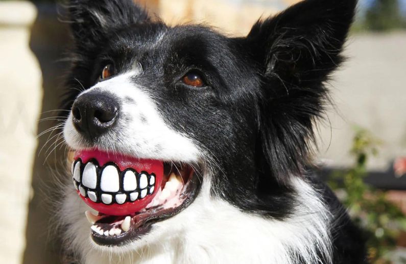 4 Beneficios de las Pelotas Grinz de Rogz para el Juego y la Salud de los Perros